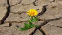 sucho flower